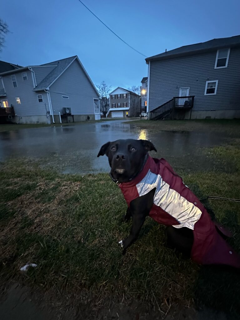 a dog wearing a red shirt (MyCoast AI)