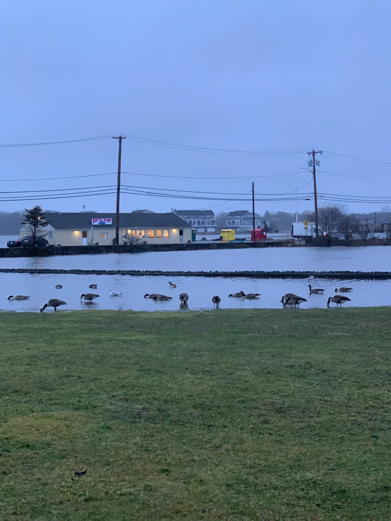 a group of birds in a lake (MyCoast AI)
