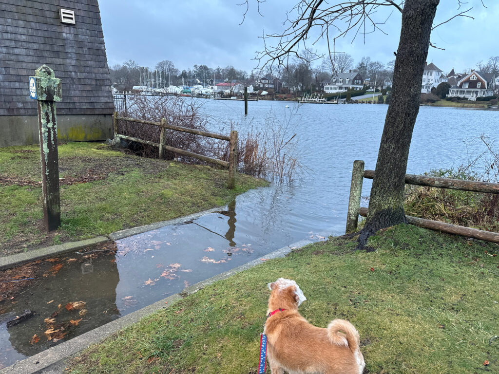 a dog on a leash on grass by a body of water (MyCoast AI)