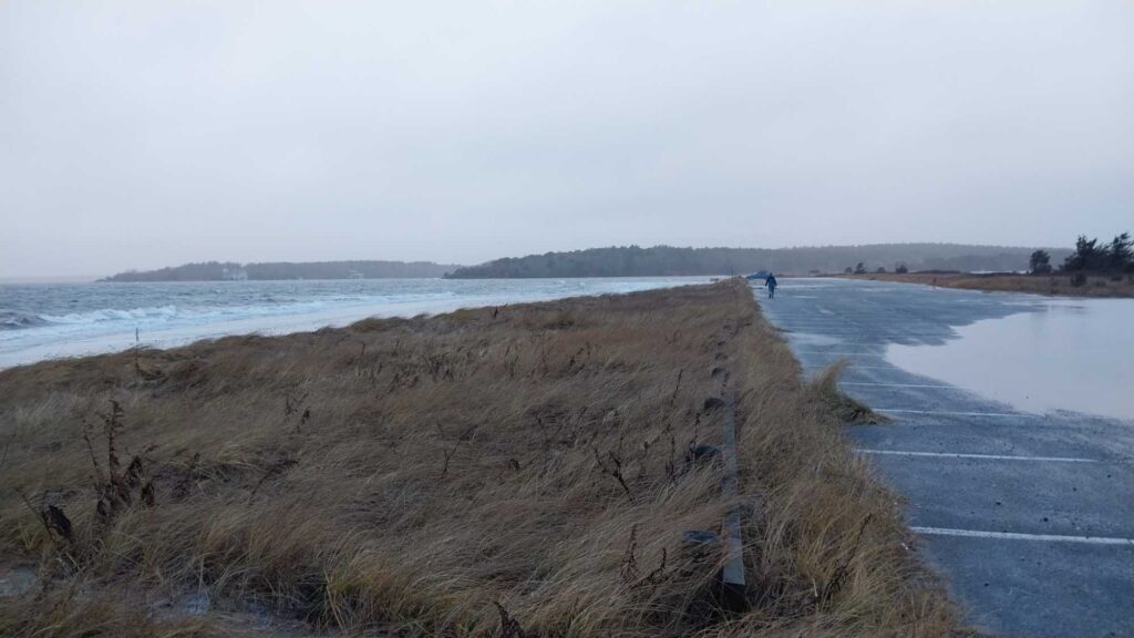a beach with tall grass (MyCoast AI)