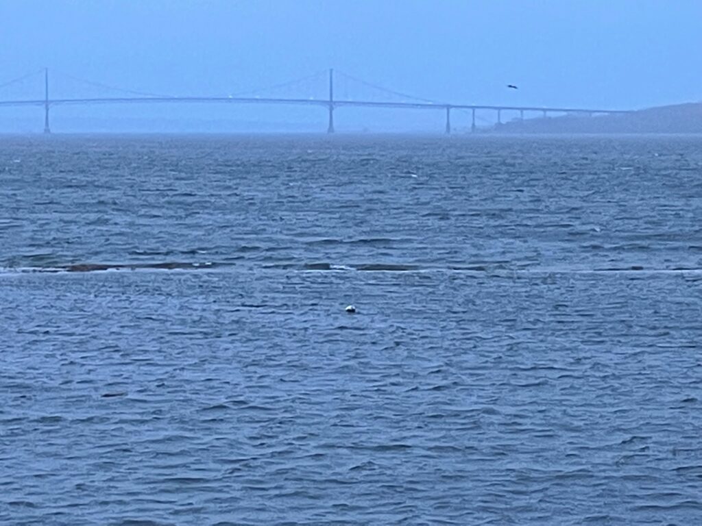 a body of water with a bridge in the distance (MyCoast AI)