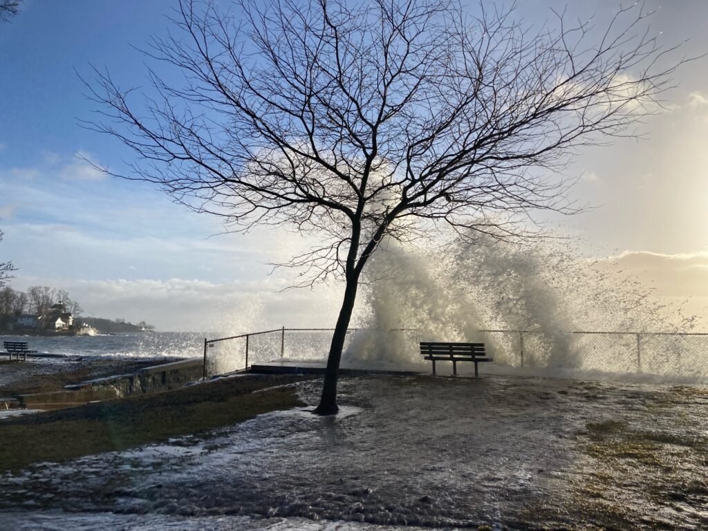 a bench next to a tree (MyCoast AI)