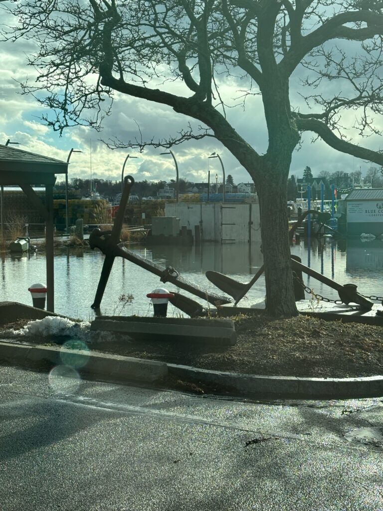 a tree next to a body of water (MyCoast AI)