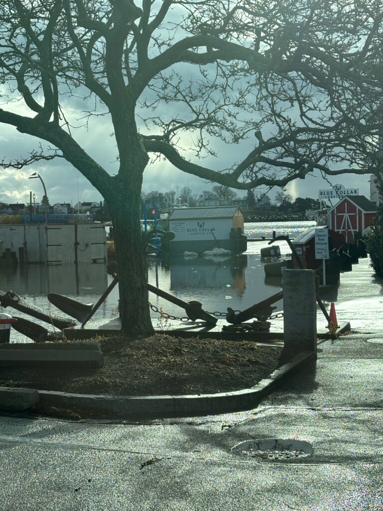 a tree in a parking lot (MyCoast AI)