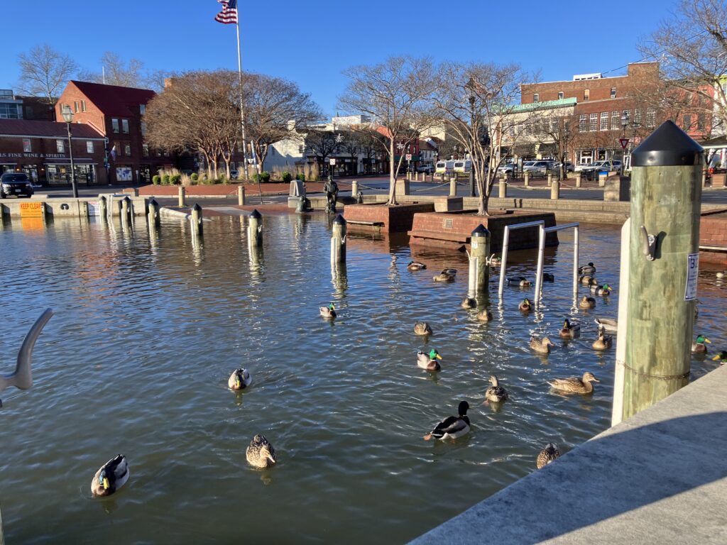 a group of ducks in a pond (MyCoast AI)