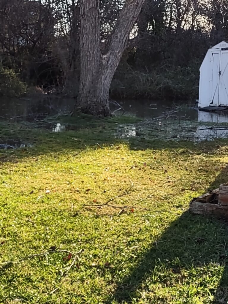a tree next to a pond (MyCoast AI)