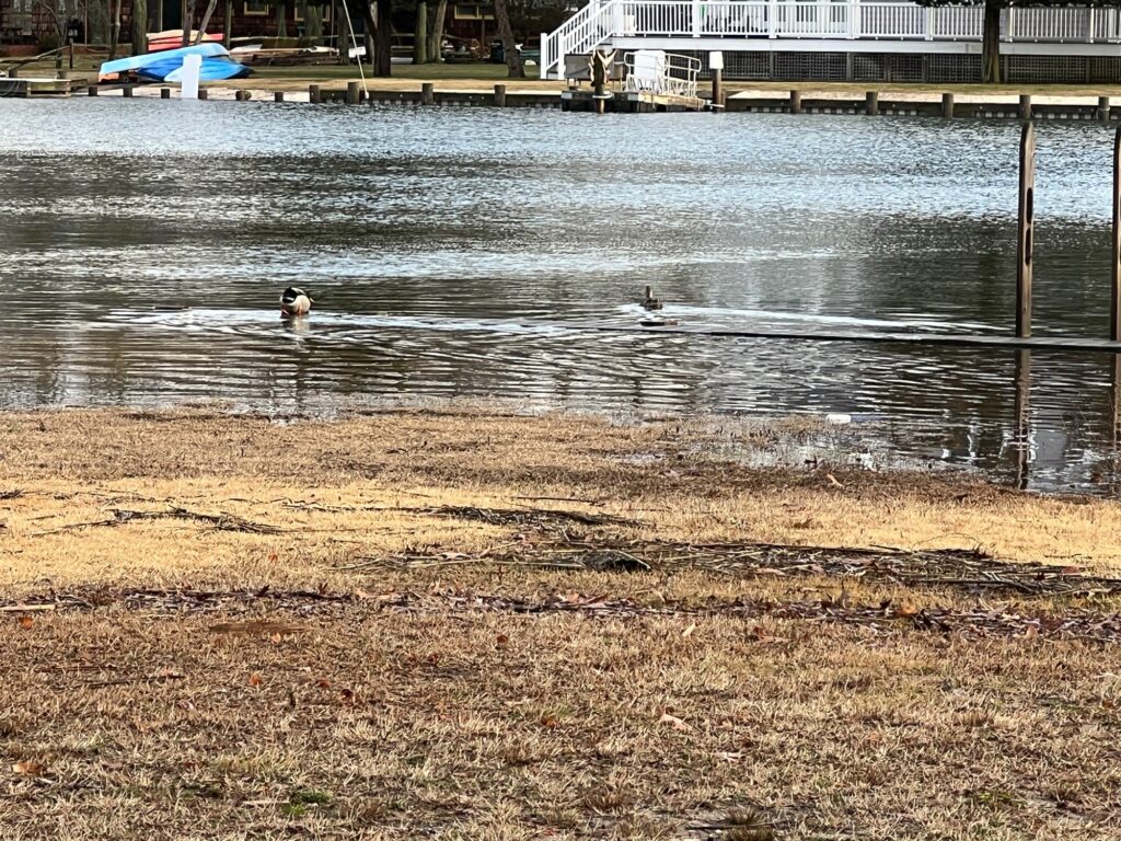 a dog swimming in a lake (MyCoast AI)