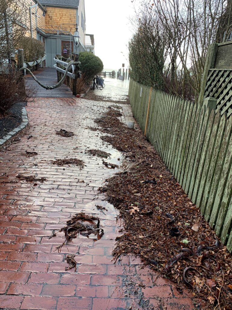 a brick path with ducks on it (MyCoast AI)