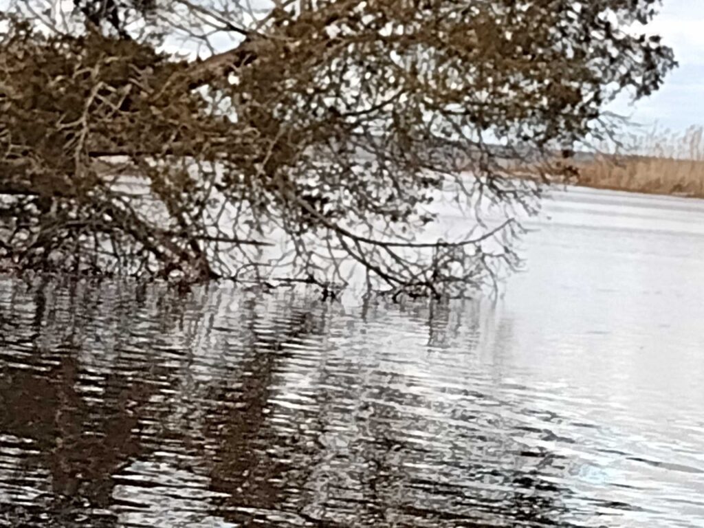 a tree over a body of water (MyCoast AI)