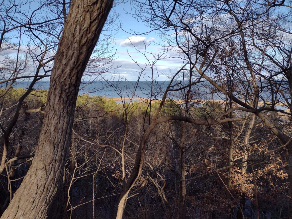 a group of trees with a body of water in the background (MyCoast AI)