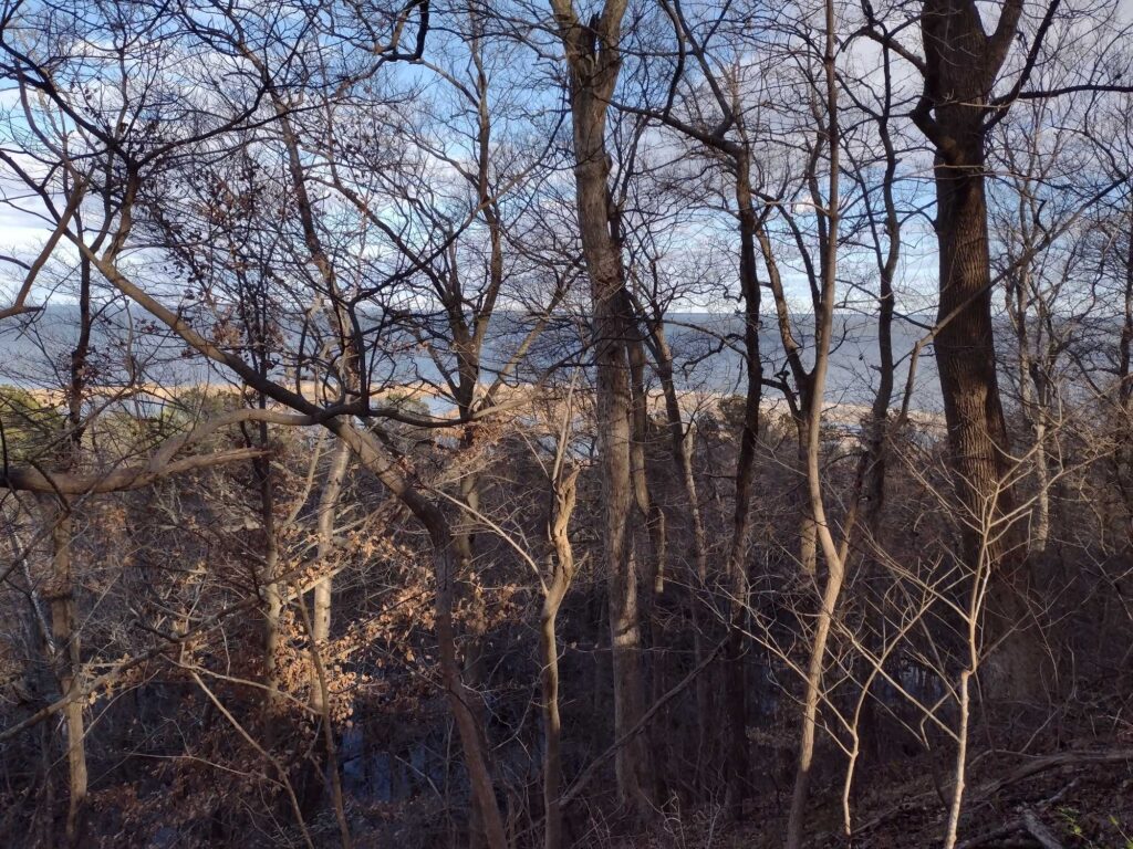 a group of trees (MyCoast AI)