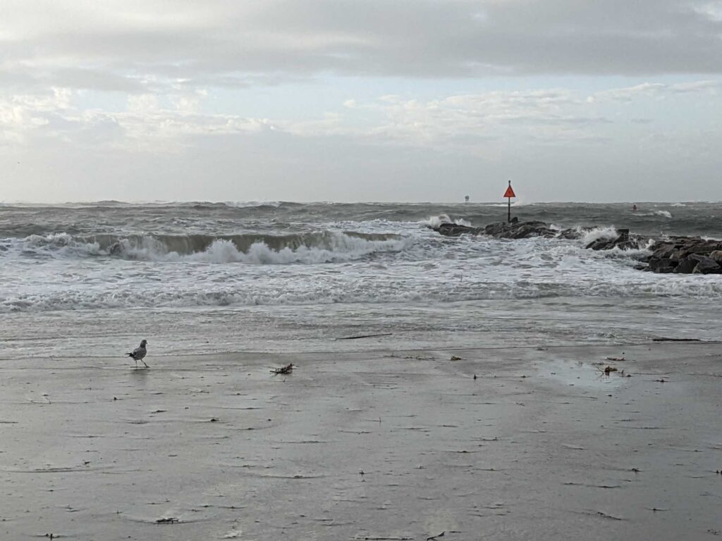 a bird on a beach (MyCoast AI)