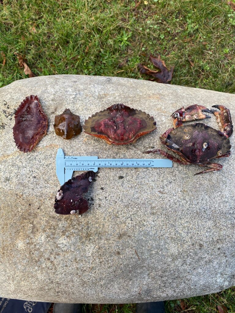 a group of brown objects on a concrete surface (MyCoast AI)