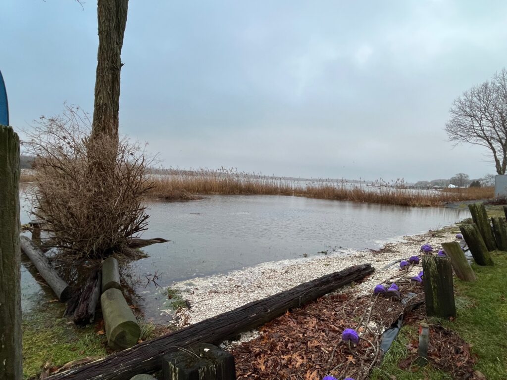 a body of water with grass and trees around it (MyCoast AI)