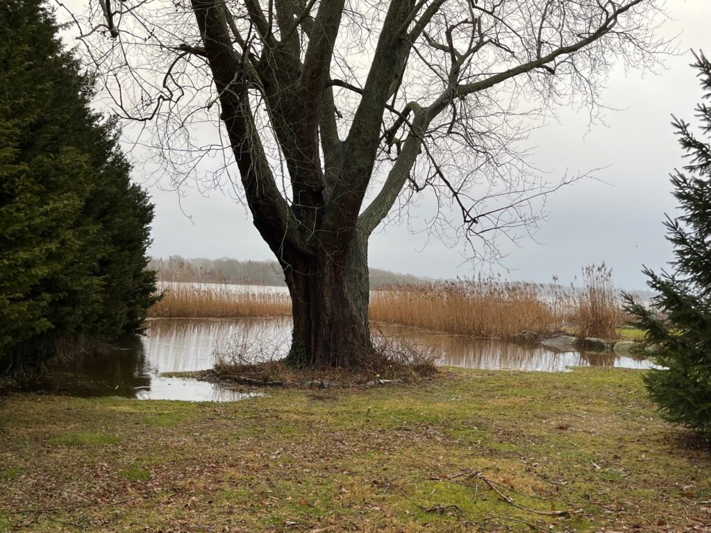a tree in a swamp (MyCoast AI)