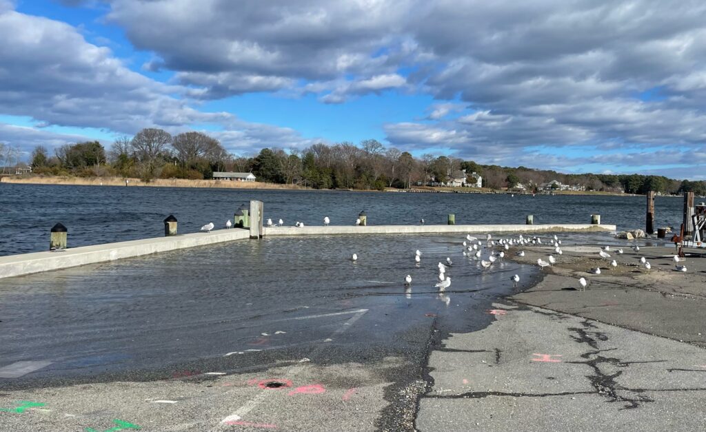 a group of birds on a dock (MyCoast AI)