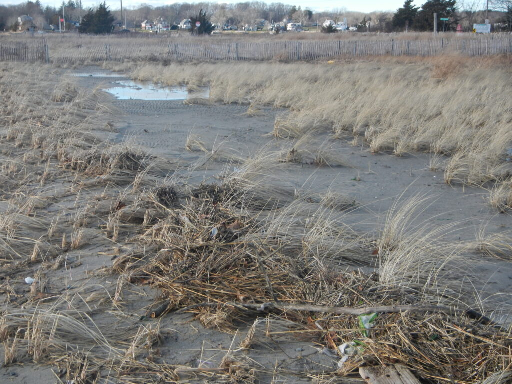 a field of dry grass (MyCoast AI)
