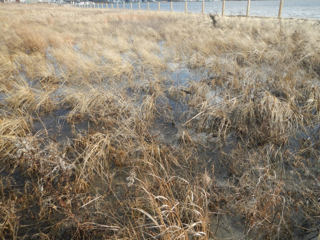 a field of dry grass (MyCoast AI)