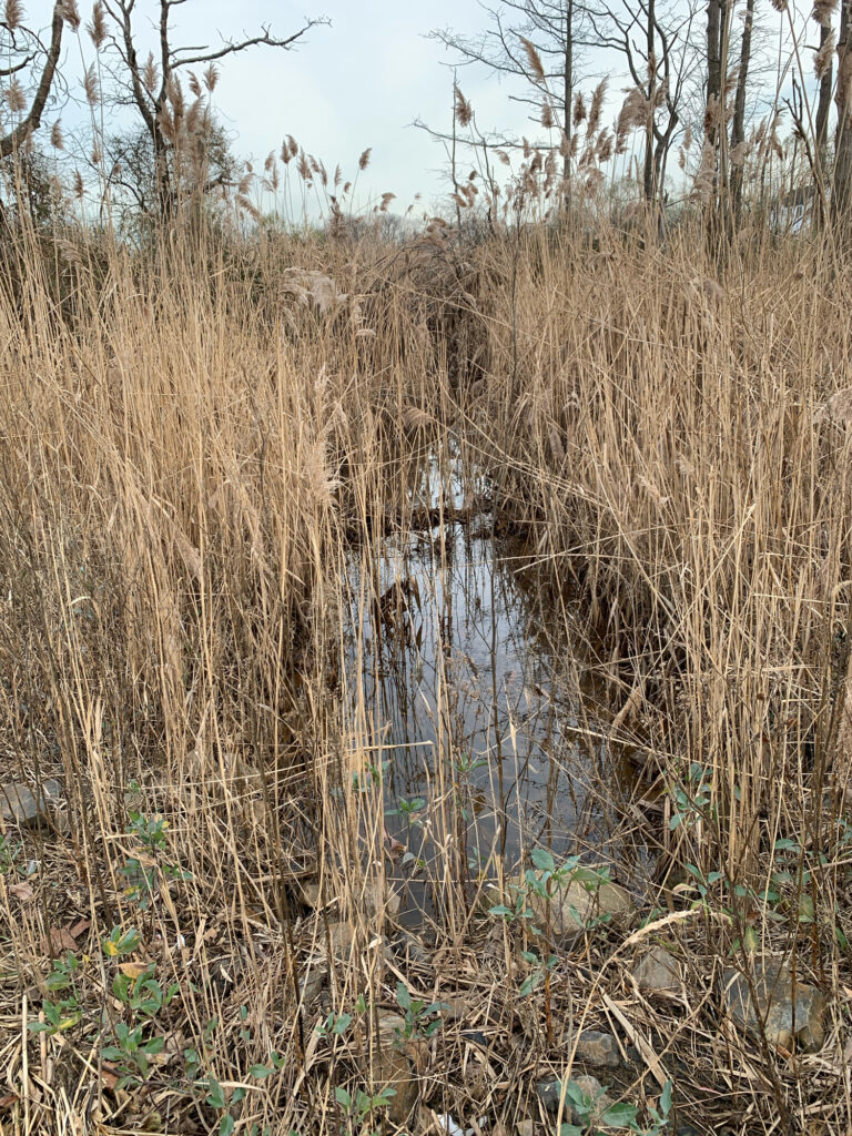 a swamp with tall grass (MyCoast AI)