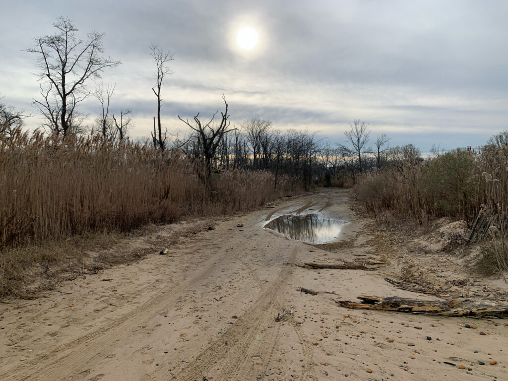 a dirt road with trees on the side (MyCoast AI)