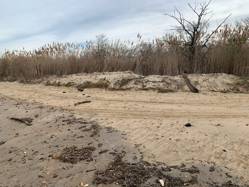 a sandy area with trees in the background (MyCoast AI)