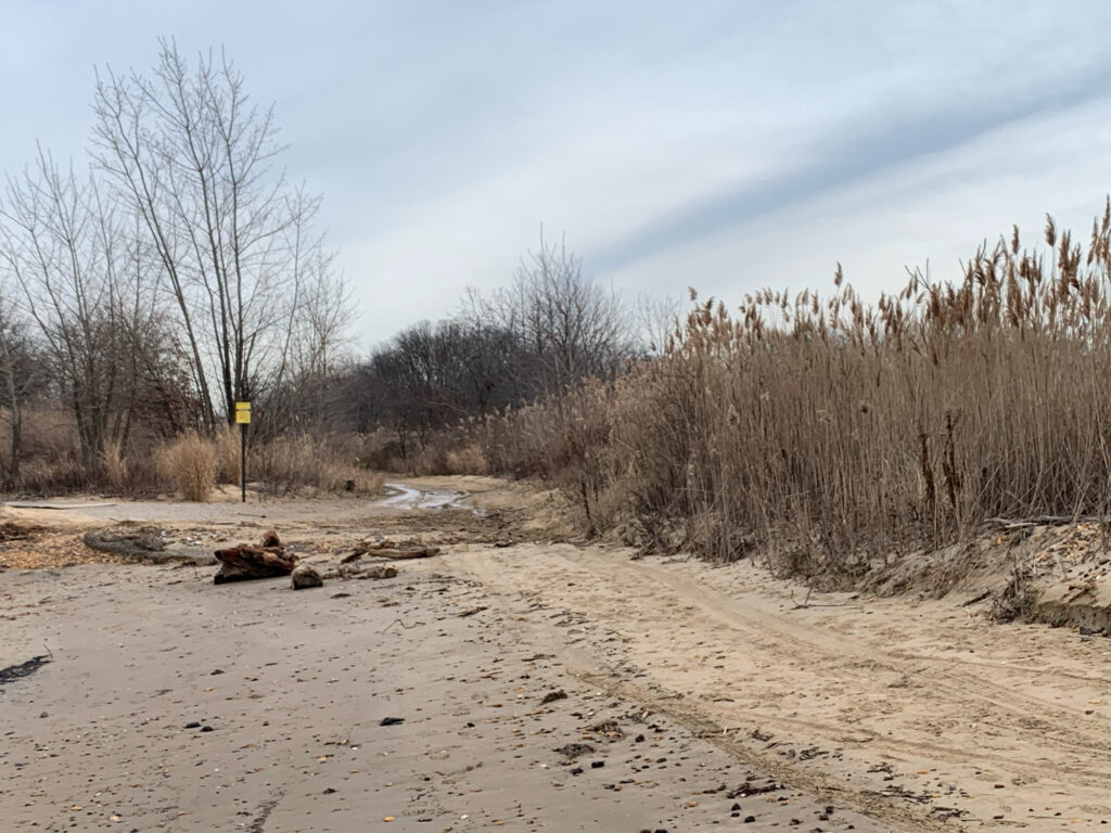 a sandy area with trees in the background (MyCoast AI)