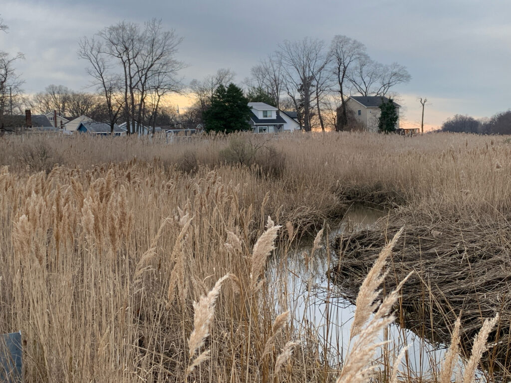 a field of tall grass with a house in the background (MyCoast AI)