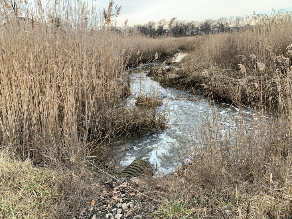 a small stream of water (MyCoast AI)