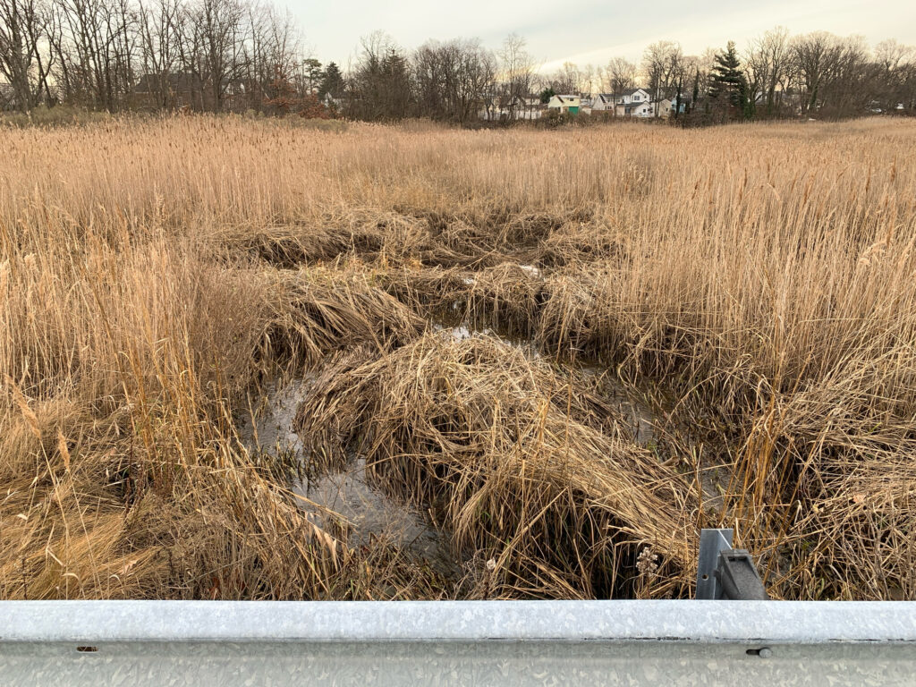 a field of tall grass (MyCoast AI)