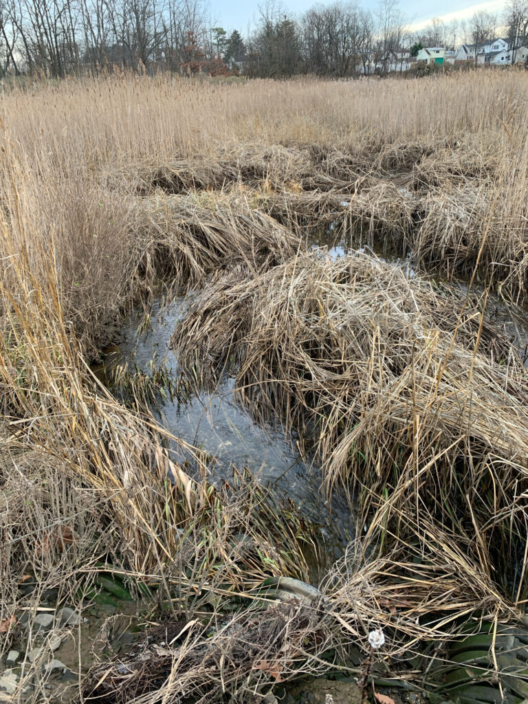 a small stream of water (MyCoast AI)