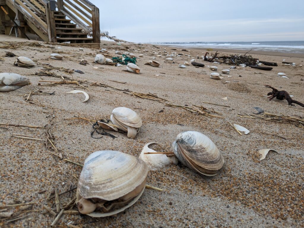 a pile of trash on a beach (MyCoast AI)