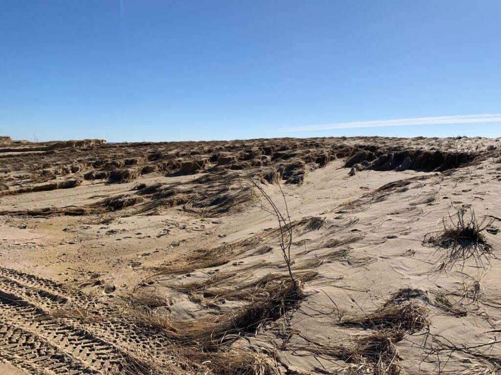 a desert landscape with a few trees (MyCoast AI)