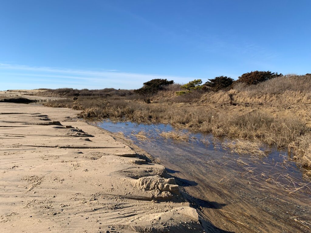 a sandy beach with bushes and sand (MyCoast AI)