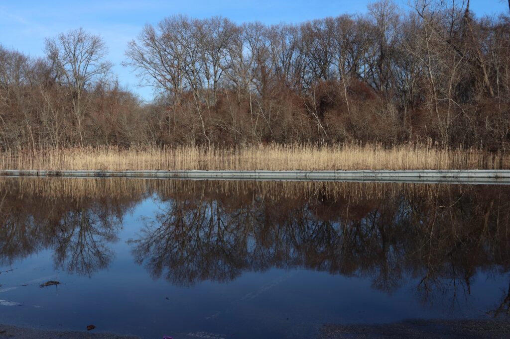 a body of water with trees around it (MyCoast AI)