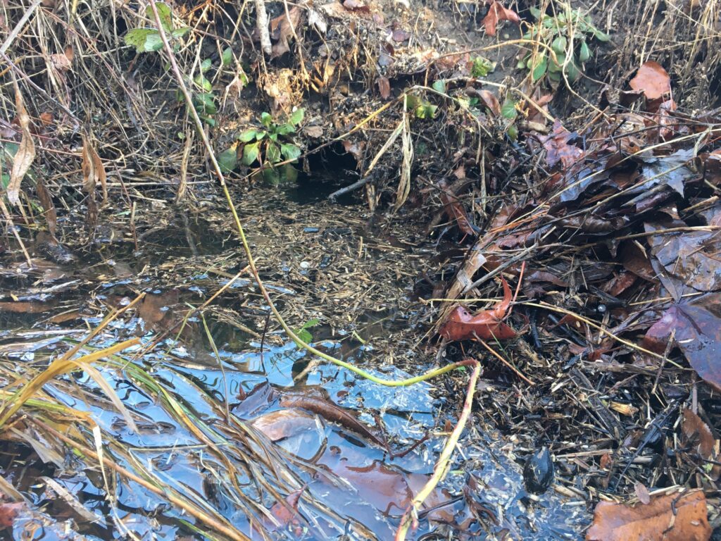 a stream of water with plants and rocks around it (MyCoast AI)