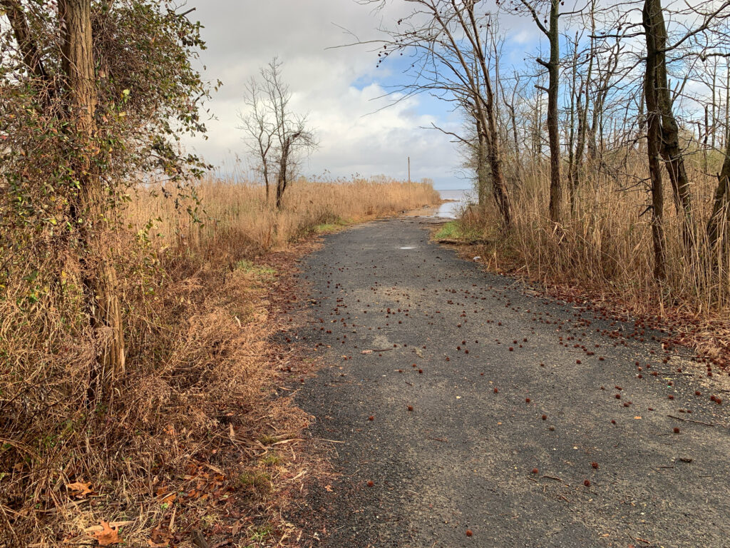 a dirt road with trees on either side of it (MyCoast AI)