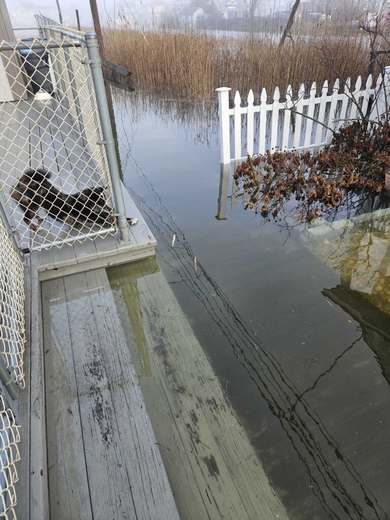 a cat on a bridge over a river (MyCoast AI)