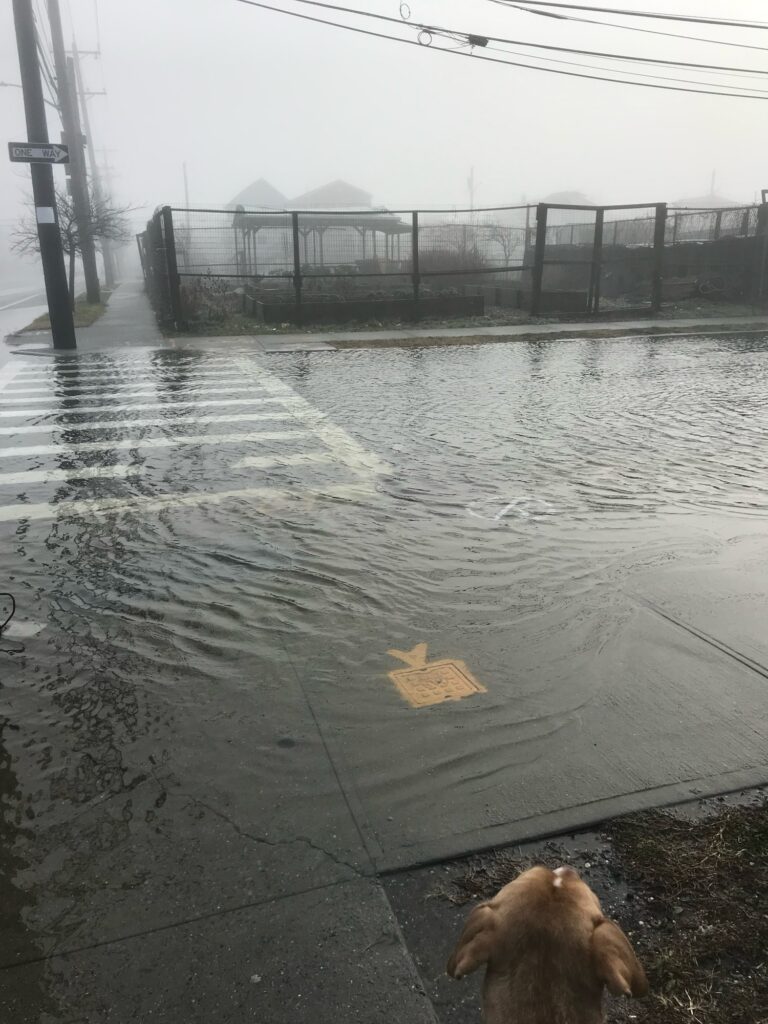 a dog looking at a puddle of water (MyCoast AI)