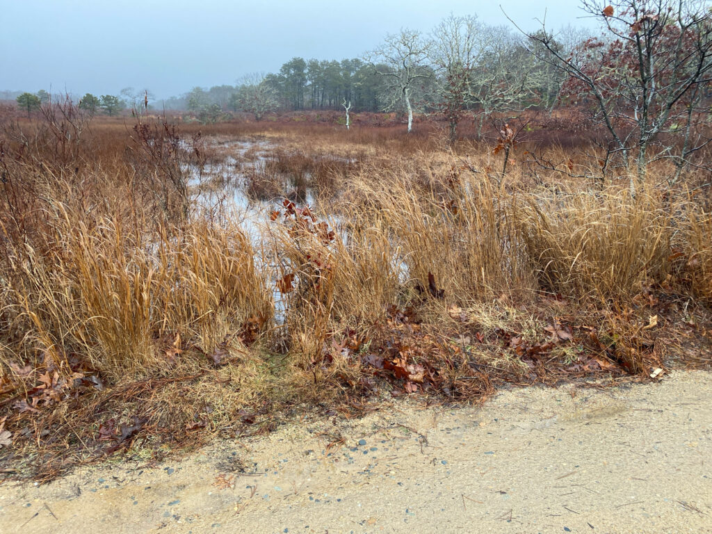 a small pond with tall grass (MyCoast AI)