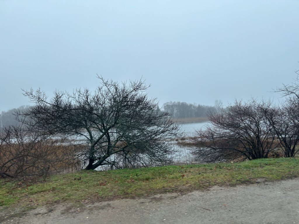 a group of trees next to a body of water (MyCoast AI)