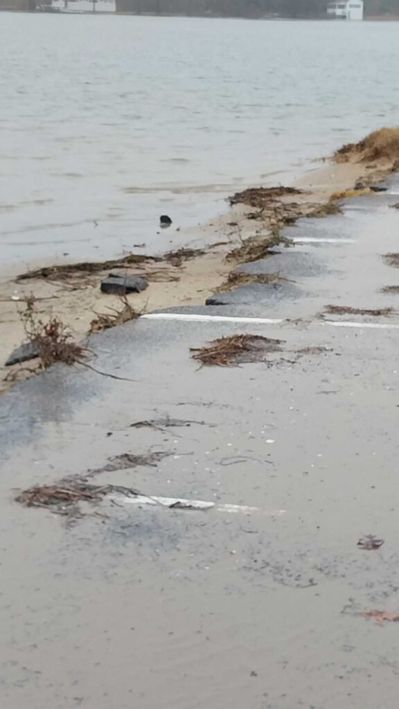 a small turtle on a wet beach (MyCoast AI)