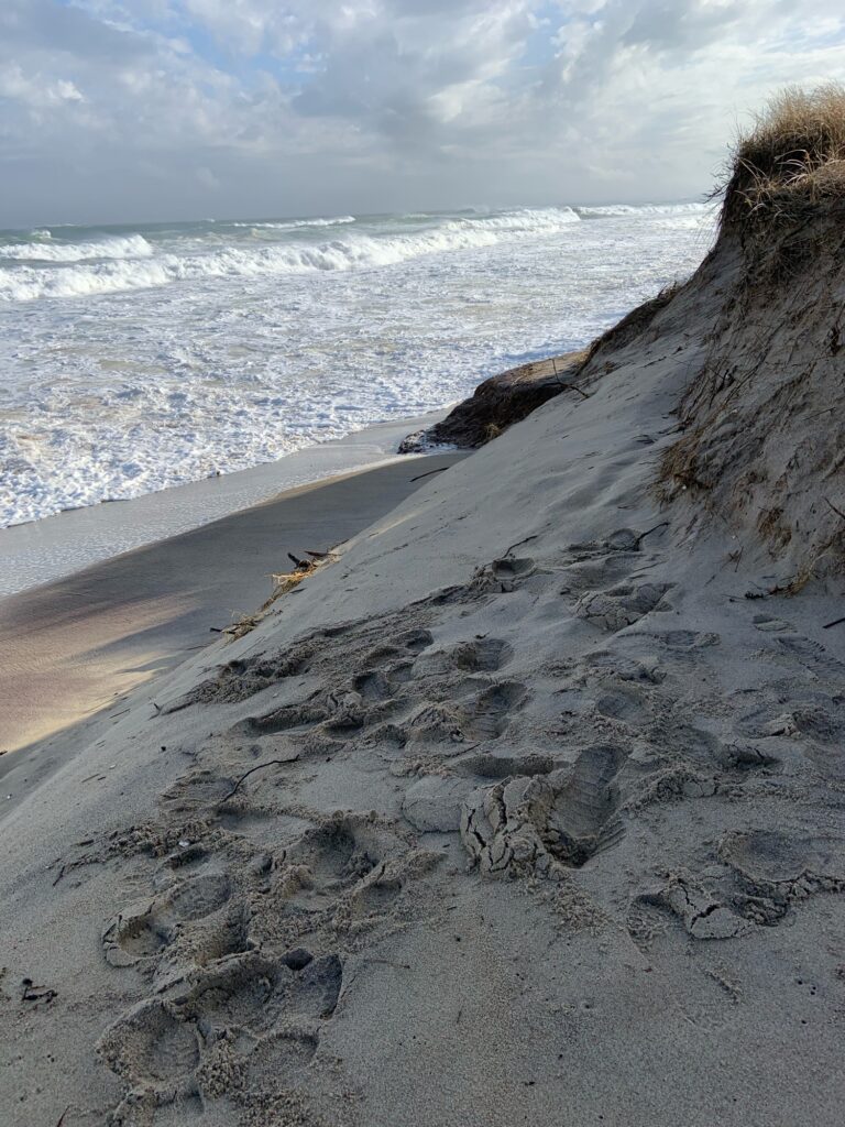 a beach with waves crashing on it (MyCoast AI)