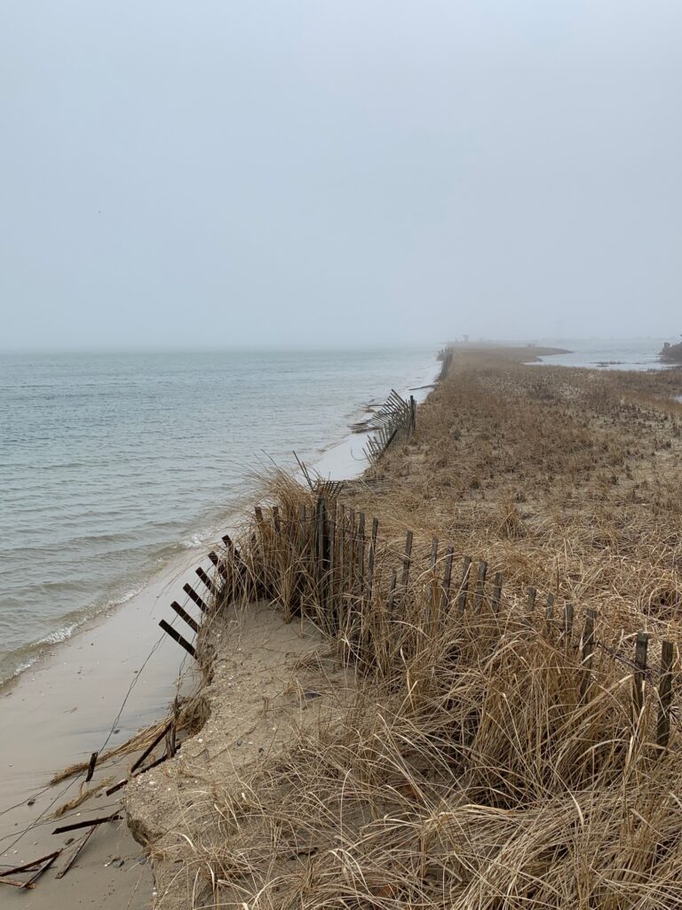a beach with tall grass and sand (MyCoast AI)