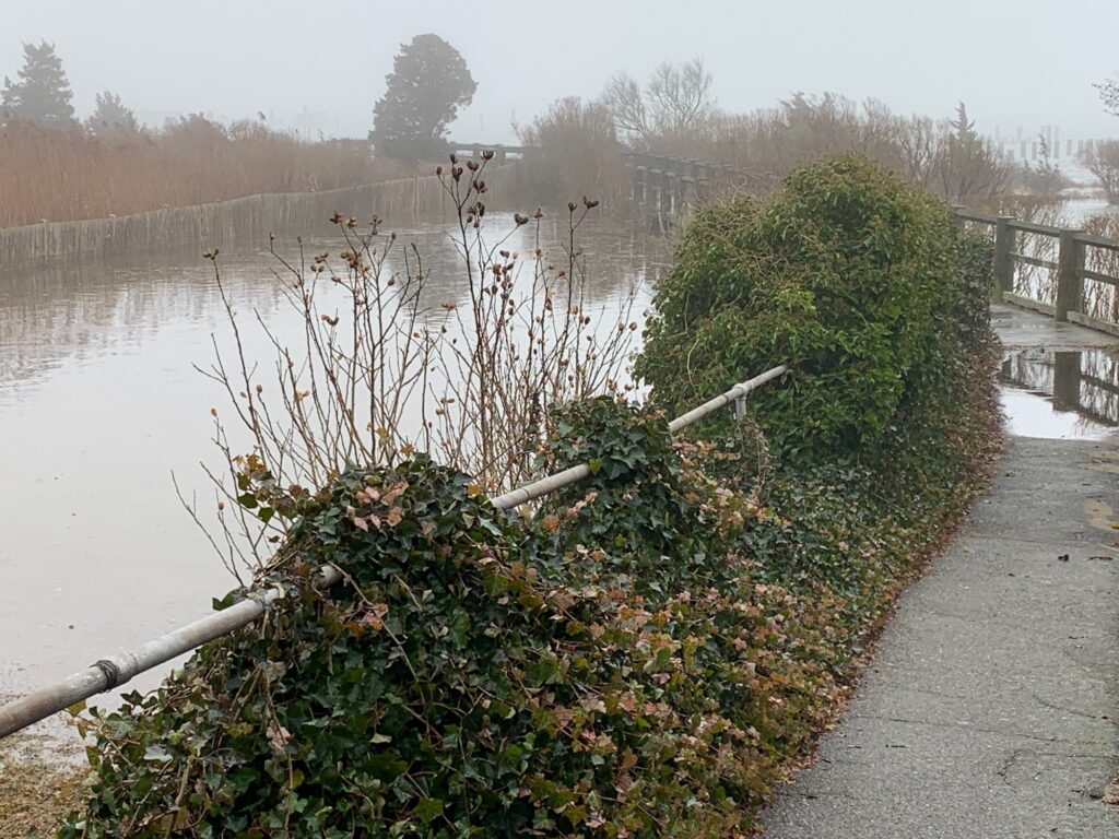 a river with a bridge and plants (MyCoast AI)