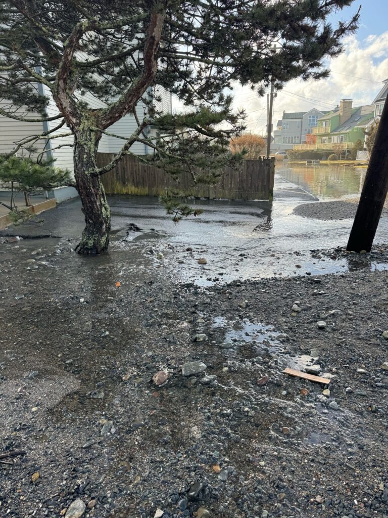 a tree in a street (MyCoast AI)