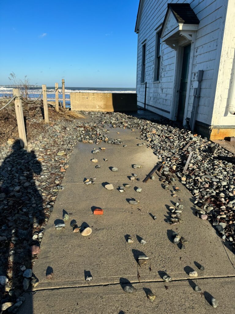 a flock of birds on a sidewalk (MyCoast AI)