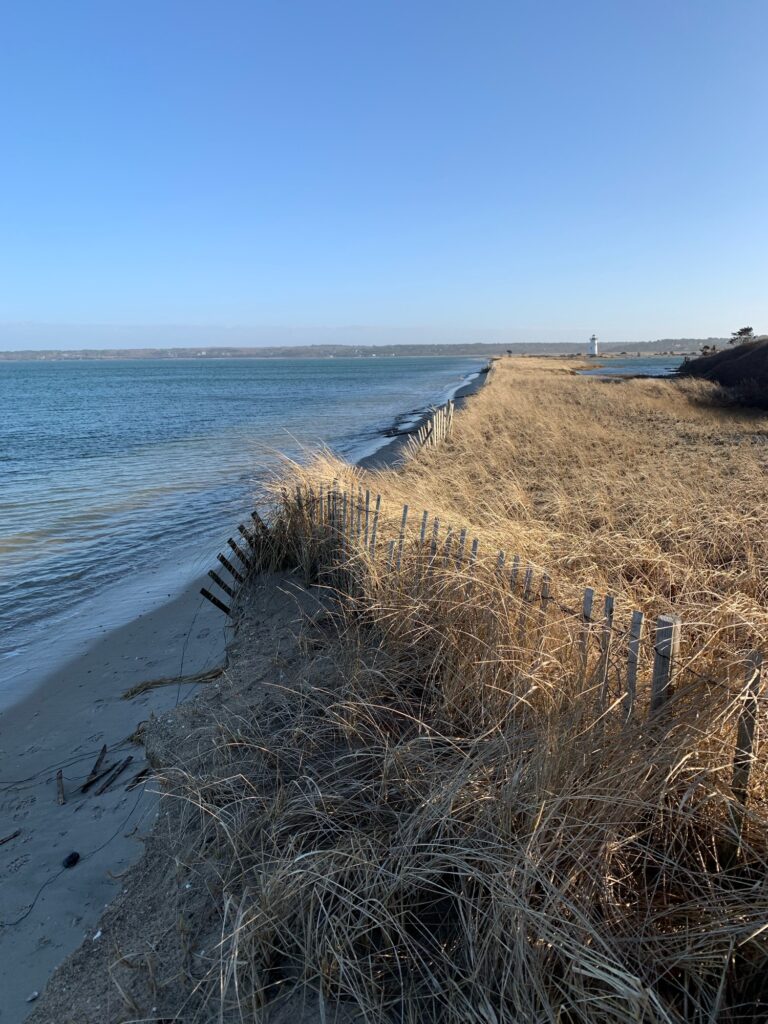 a beach with tall grass and water (MyCoast AI)