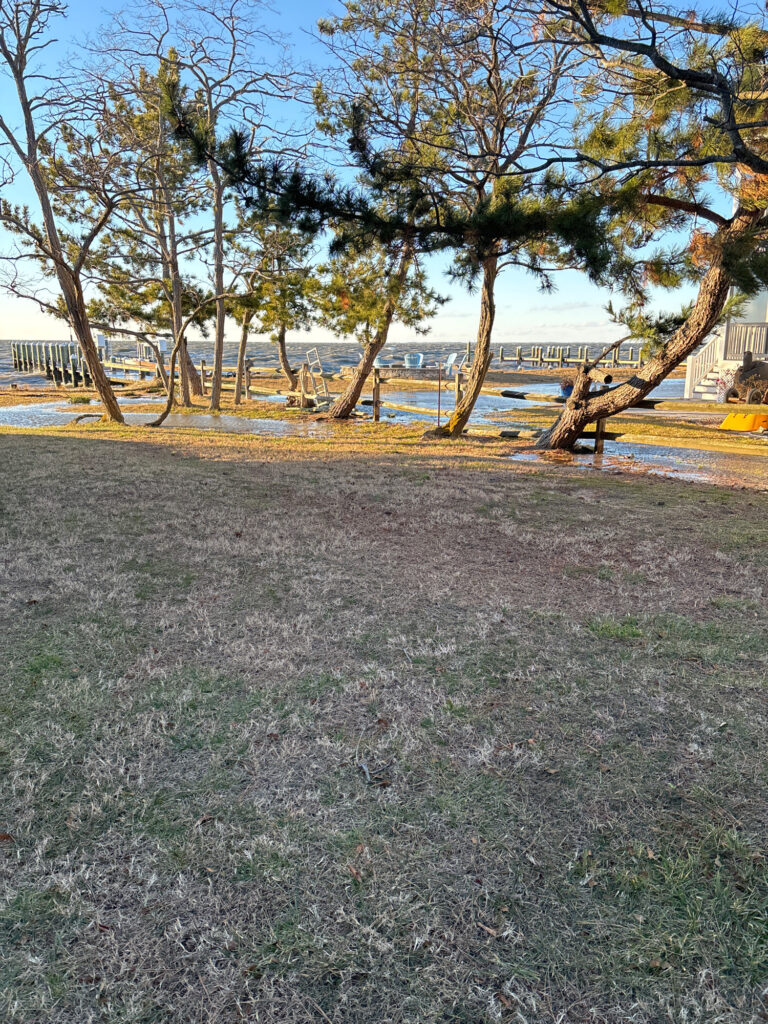 a group of trees next to a body of water (MyCoast AI)