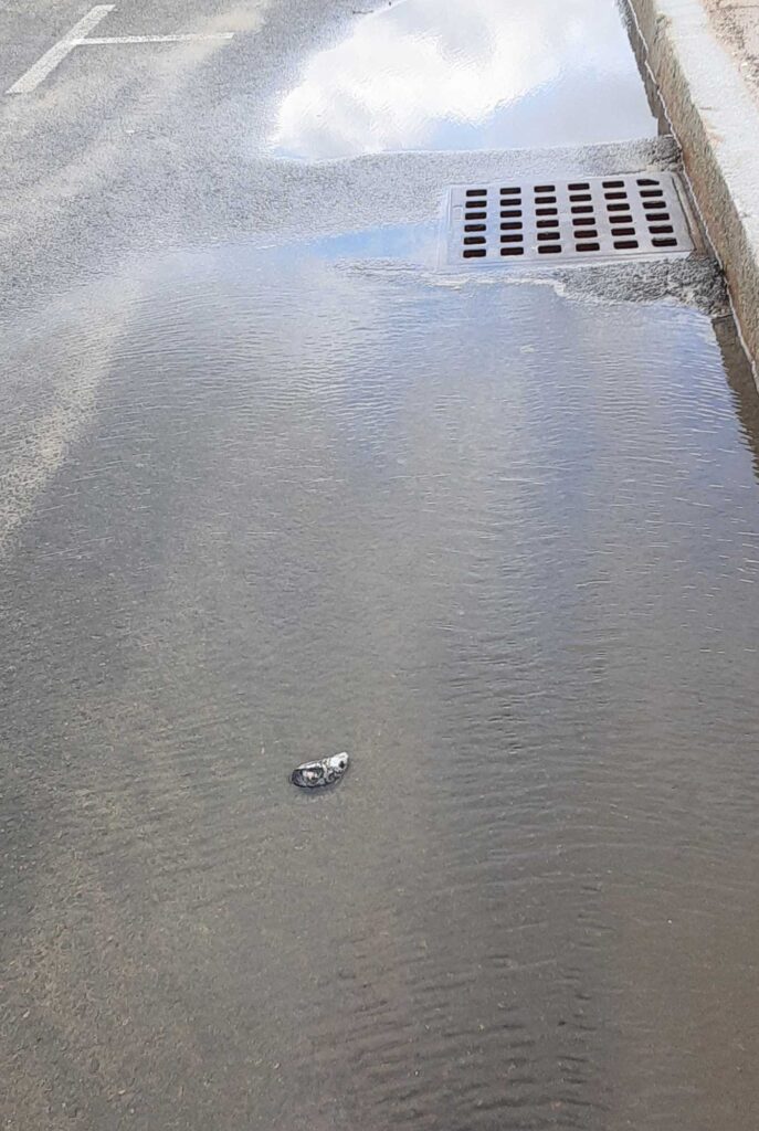 a duck swimming in a body of water (MyCoast AI)