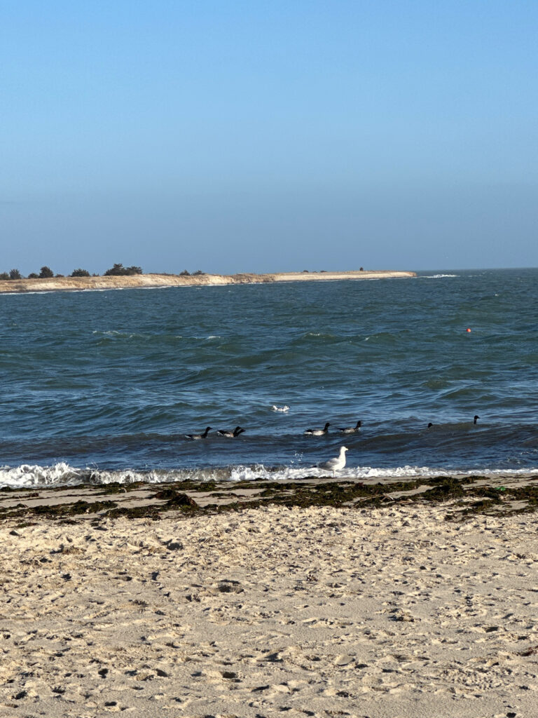 a group of birds on a beach (MyCoast AI)